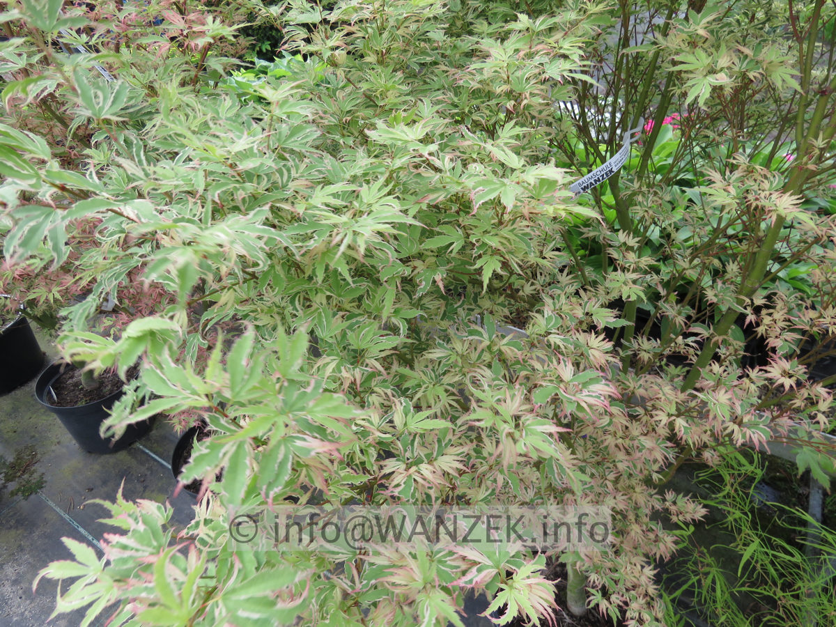 Acer palmatum Butterfly - Austrieb02.JPG